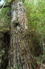 Pinus taiwanensis
