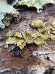 Melanelixia glabratula