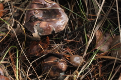 Russula cessans