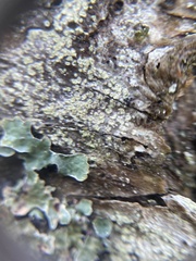 Buellia griseovirens