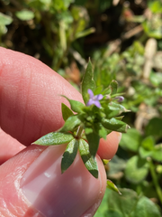 Sherardia arvensis