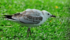 Chroicocephalus novaehollandiae novaehollandiae