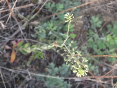 Camelina microcarpa