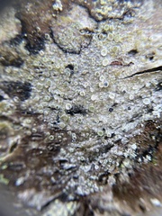 Lecanora carpinea