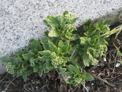 Tournefortia sibirica