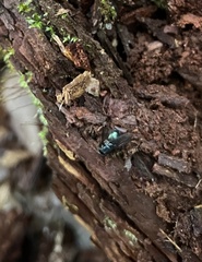 Calliphora vicina