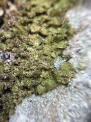 Melanelixia glabratula