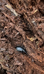 Carabus hortensis