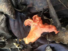 Cantharellus coccolobae