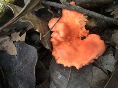 Cantharellus coccolobae