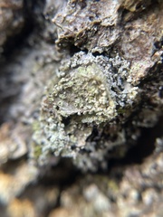 Buellia griseovirens