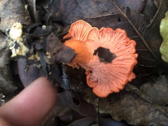 Cantharellus coccolobae