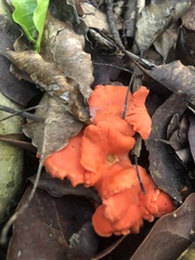 Cantharellus coccolobae