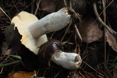 Russula cessans
