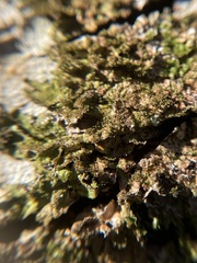 Melanelixia glabratula