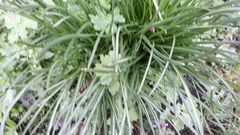 Ornithogalum umbellatum