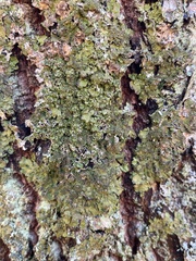 Melanelixia glabratula