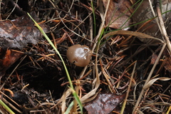 Clitocybe barbularum