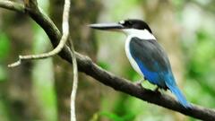 Todiramphus sordidus