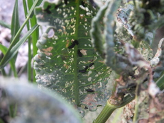 Gastrophysa atrocyanea