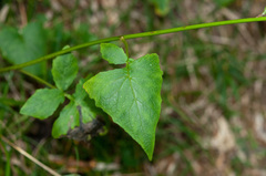 Notoseris melanantha