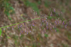 Notoseris melanantha