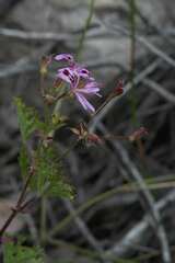 Pelargonium scabroide