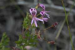 Pelargonium scabroide