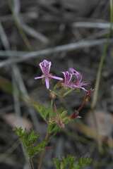 Pelargonium scabroide