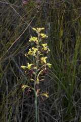 Tritoniopsis parviflora