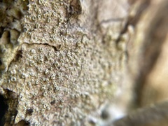 Lecanora carpinea