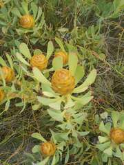 Leucadendron arcuatum