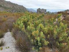 Leucadendron arcuatum