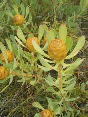 Leucadendron arcuatum