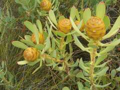 Leucadendron arcuatum