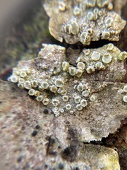 Lecanora carpinea