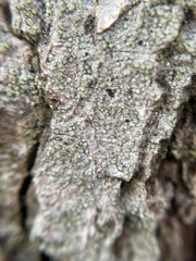 Buellia griseovirens