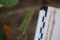 Tetramerium