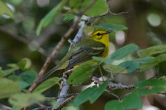 Setophaga vitellina vitellina