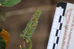 Tetramerium