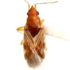 Ereminellus arizonensis