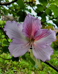 Bauhinia variegata