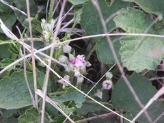 Rubus parvifolius