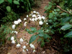 Ageratina gracilis