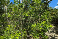 Phyllanthus angustifolius