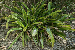 Wittmackia caymanensis