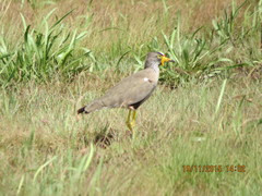 Vanellus senegallus lateralis
