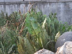 Gastrophysa atrocyanea