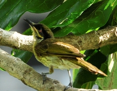 Gavicalis versicolor