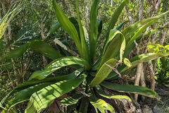 Agave caymanensis